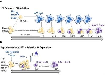 EBV T-cell immunotherapy generated by peptide selection has enhanced effector functionality compared to LCL stimulation